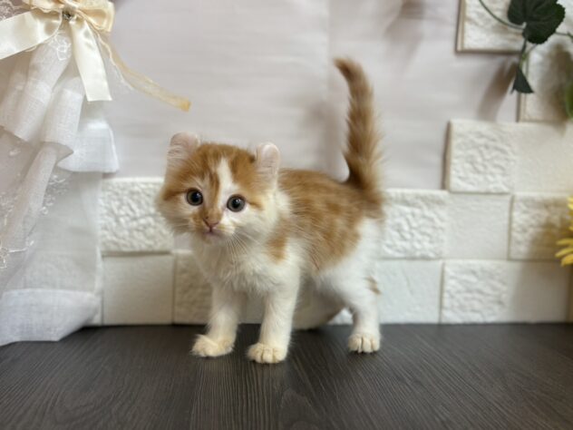 2025年8月26日生まれのハーフ猫・ミックス猫の2枚目の写真