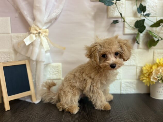 2025年6月30日生まれのハーフ犬・ミックス犬の2枚目の写真