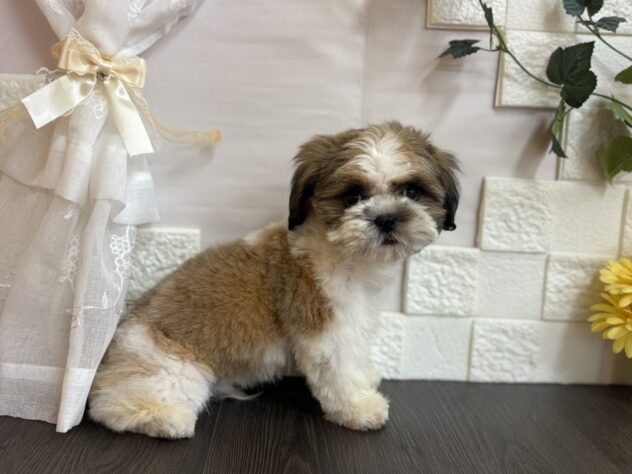 2025年7月29日生まれのシーズーの2枚目の写真