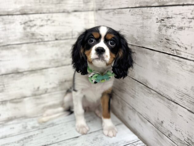 福島県のキャバリアキングチャールズスパニエル (アミーゴいわき店/2025年7月22日生まれ/女の子/トライカラー)の子犬の1枚目の画像