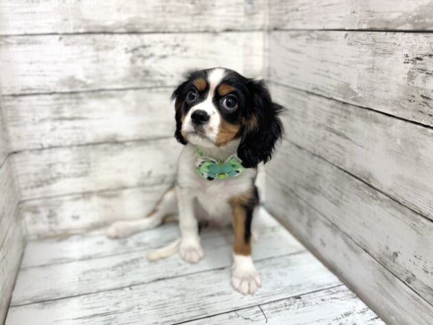 福島県のキャバリアキングチャールズスパニエル (アミーゴいわき店/2025年7月22日生まれ/女の子/トライカラー)の子犬の2枚目の画像