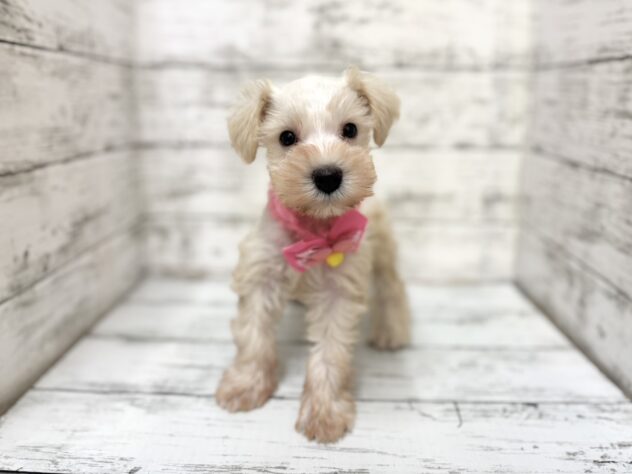 福島県のミニチュアシュナウザー (アミーゴいわき店/2025年8月25日生まれ/女の子/ウィートン)の子犬の2枚目の画像