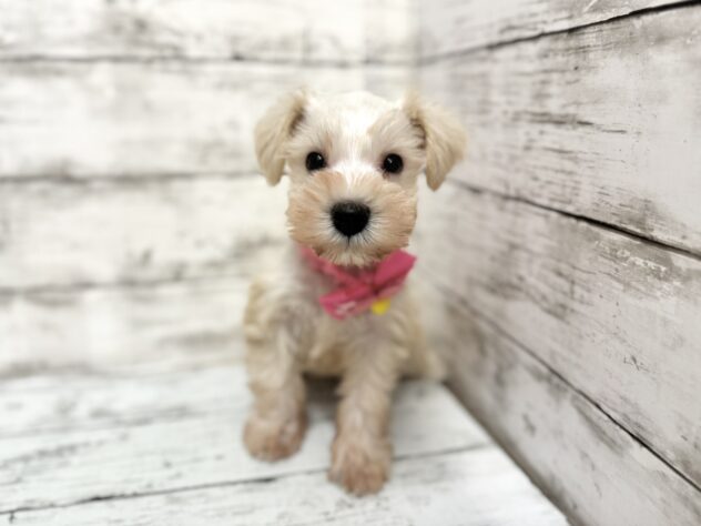 福島県のミニチュアシュナウザー (アミーゴいわき店/2025年8月25日生まれ/女の子/ウィートン)の子犬の1枚目の画像