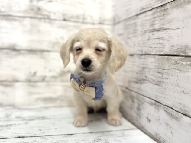 福島県のハーフ犬・ミックス犬 (アミーゴいわき店/2025年8月25日生まれ/男の子/クリーム)の子犬の3枚目の画像