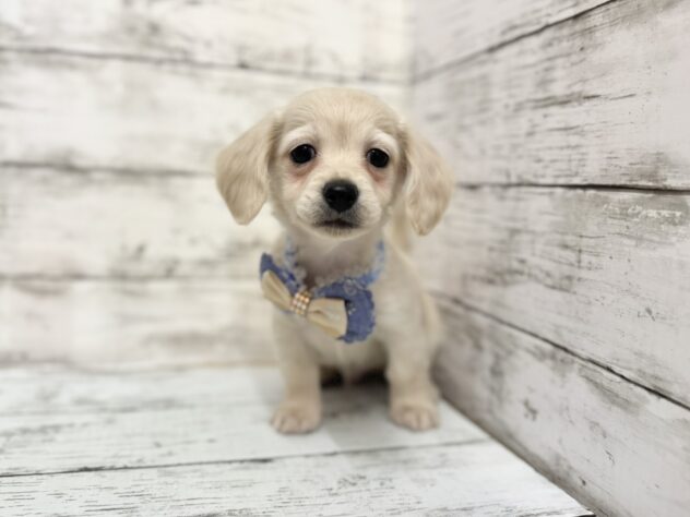 福島県のハーフ犬・ミックス犬 (アミーゴいわき店/2025年8月25日生まれ/男の子/クリーム)の子犬の1枚目の画像