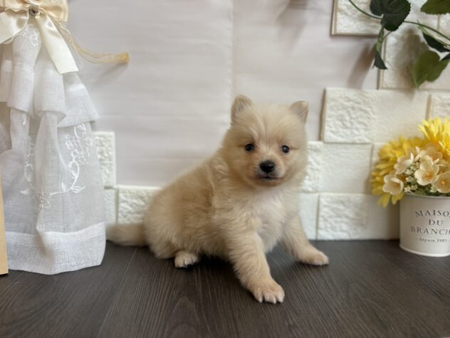 宮城県のポメラニアン (アミーゴ古川駅前店/2025年9月2日生まれ/男の子/クリーム)の子犬の2枚目の画像