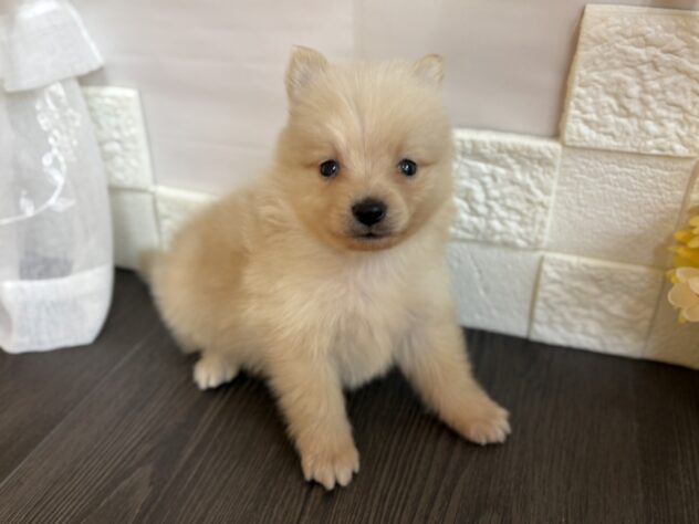 宮城県のポメラニアン (アミーゴ古川駅前店/2025年9月2日生まれ/男の子/クリーム)の子犬の1枚目の画像