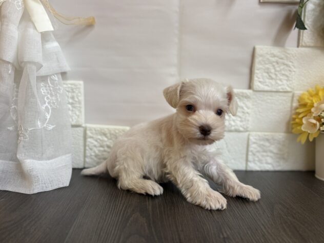 宮城県のミニチュアシュナウザー (アミーゴ古川駅前店/2025年9月1日生まれ/男の子/ホワイト)の子犬の2枚目の画像