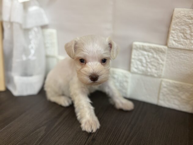 宮城県のミニチュアシュナウザー (アミーゴ古川駅前店/2025年9月1日生まれ/男の子/ホワイト)の子犬の1枚目の画像