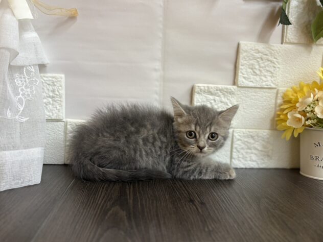 宮城県のマンチカン (アミーゴ古川駅前店/2025年9月2日生まれ/男の子/ブルータビー)の子猫の2枚目の画像