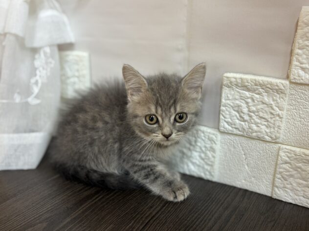 宮城県のマンチカン (アミーゴ古川駅前店/2025年9月2日生まれ/男の子/ブルータビー)の子猫の1枚目の画像