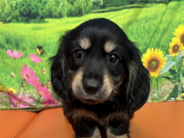 和歌山県のミニチュアダックスフンド(ロング) (アミーゴ和歌山太田店/2025年8月27日生まれ/男の子/ブラックイエロー)の子犬の1枚目の画像