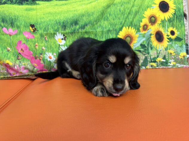 2025年8月27日生まれのミニチュアダックスフンド(ロング)の5枚目の写真