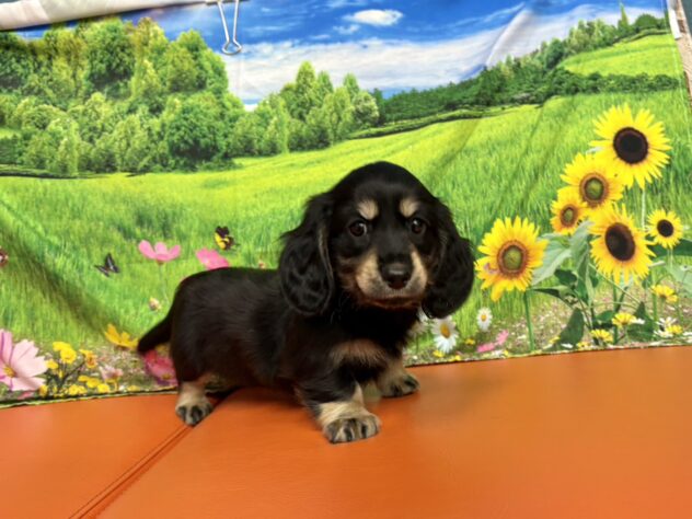 和歌山県のミニチュアダックスフンド(ロング) (アミーゴ和歌山太田店/2025年8月27日生まれ/男の子/ブラックイエロー)の子犬の3枚目の画像