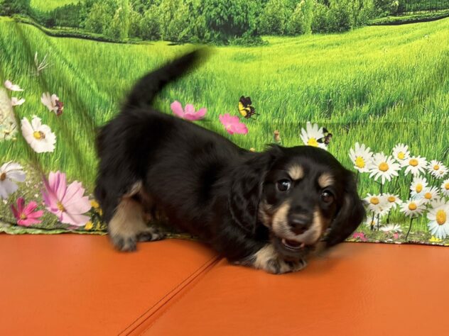 和歌山県のミニチュアダックスフンド(ロング) (アミーゴ和歌山太田店/2025年8月27日生まれ/男の子/ブラックイエロー)の子犬の4枚目の画像