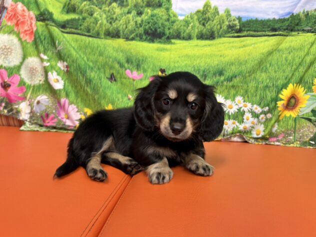 和歌山県のミニチュアダックスフンド(ロング) (アミーゴ和歌山太田店/2025年8月27日生まれ/男の子/ブラックイエロー)の子犬の2枚目の画像