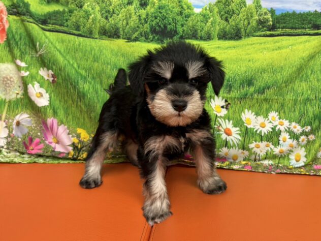 2025年9月2日生まれのミニチュアシュナウザーの2枚目の写真