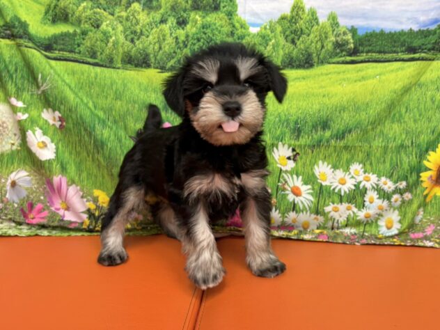 2025年9月2日生まれのミニチュアシュナウザーの3枚目の写真