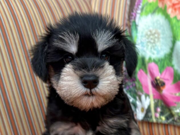 2025年9月2日生まれのミニチュアシュナウザーの1枚目の写真