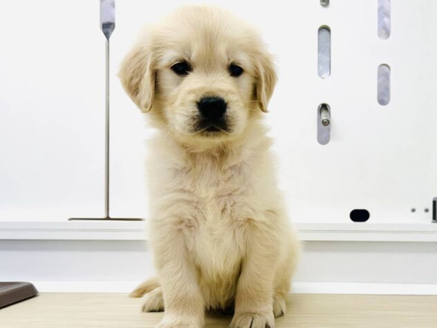 岡山県のゴールデンレトリバー (アミーゴ水島店/2025年9月2日生まれ/男の子/クリーム)の子犬