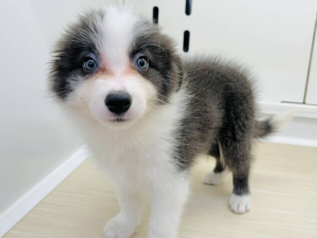 岡山県のボーダーコリー (アミーゴ水島店/2025年8月23日生まれ/女の子/ブルーホワイト)の子犬の1枚目の画像