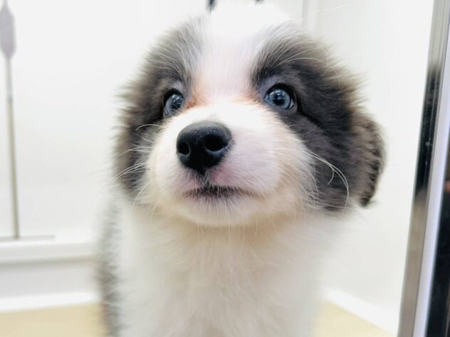 岡山県のボーダーコリー (アミーゴ水島店/2025年8月23日生まれ/女の子/ブルーホワイト)の子犬の2枚目の画像