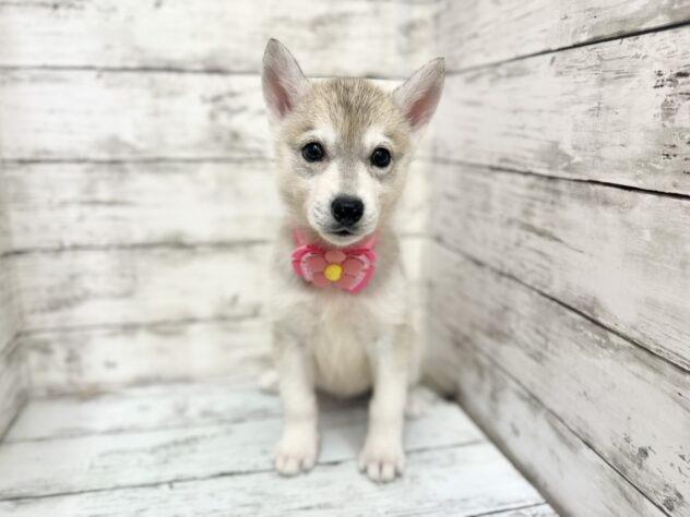 福島県のシベリアンハスキー (アミーゴいわき店/2025年9月3日生まれ/女の子/シルバーホワイト)の子犬の1枚目の画像