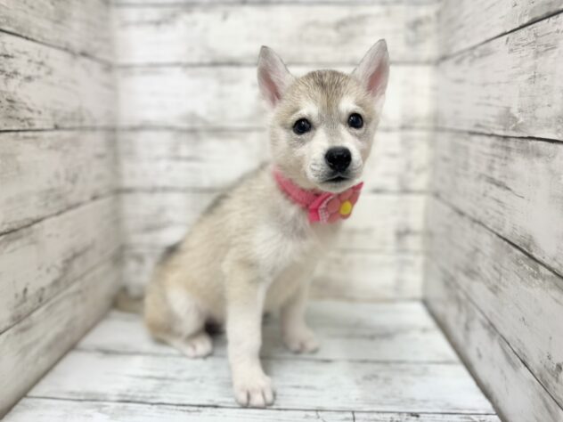 福島県のシベリアンハスキー (アミーゴいわき店/2025年9月3日生まれ/女の子/シルバーホワイト)の子犬の2枚目の画像