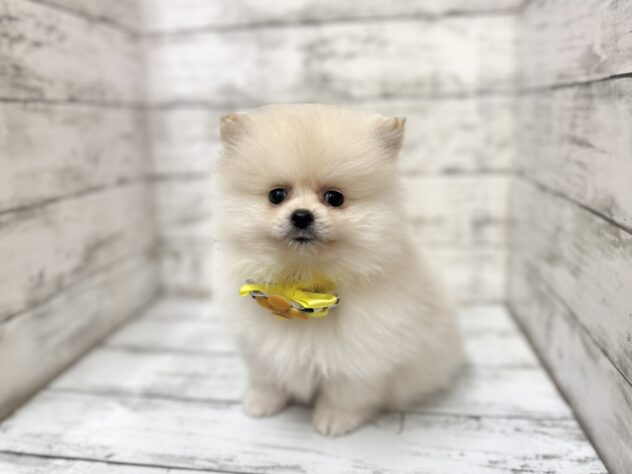 福島県のポメラニアン (アミーゴいわき店/2025年9月1日生まれ/男の子/クリーム)の子犬の1枚目の画像