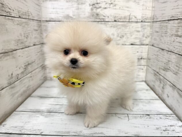 福島県のポメラニアン (アミーゴいわき店/2025年9月1日生まれ/男の子/クリーム)の子犬の3枚目の画像