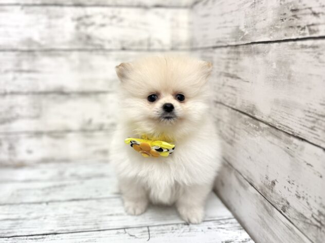 福島県のポメラニアン (アミーゴいわき店/2025年9月1日生まれ/男の子/クリーム)の子犬の2枚目の画像