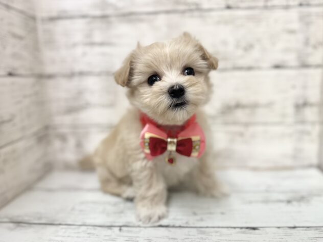 福島県のハーフ犬・ミックス犬 (アミーゴいわき店/2025年8月31日生まれ/女の子/クリーム)の子犬の2枚目の画像