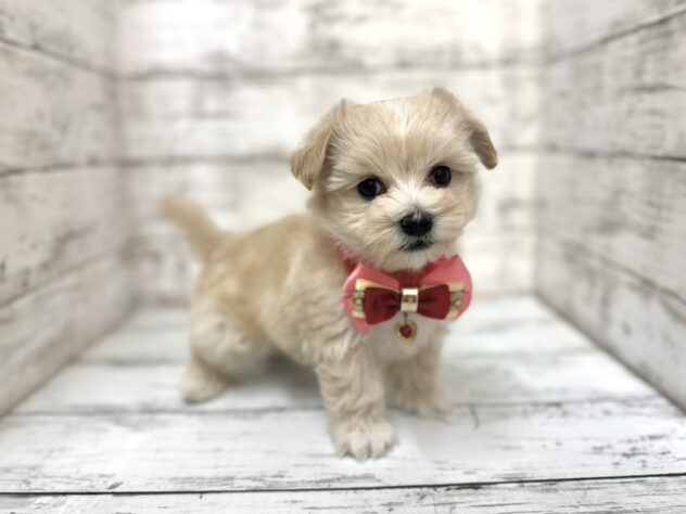 福島県のハーフ犬・ミックス犬 (アミーゴいわき店/2025年8月31日生まれ/女の子/クリーム)の子犬の1枚目の画像