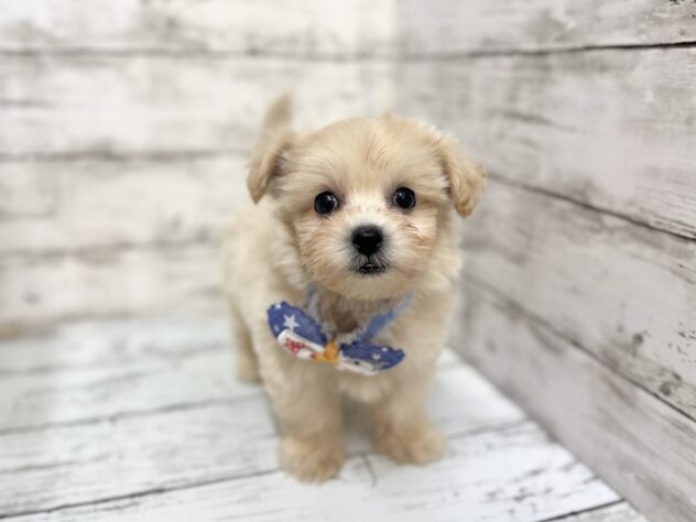 福島県のハーフ犬・ミックス犬 (アミーゴいわき店/2025年8月24日生まれ/男の子/クリーム)の子犬の1枚目の画像