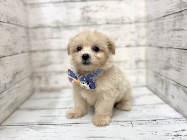 福島県のハーフ犬・ミックス犬 (アミーゴいわき店/2025年8月24日生まれ/男の子/クリーム)の子犬の2枚目の画像