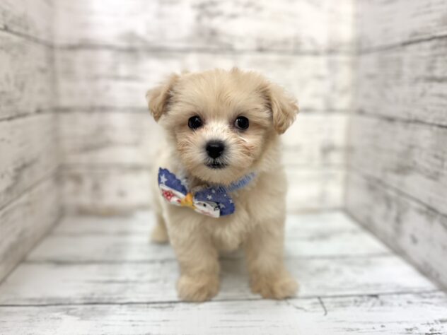 福島県のハーフ犬・ミックス犬 (アミーゴいわき店/2025年8月24日生まれ/男の子/クリーム)の子犬の3枚目の画像