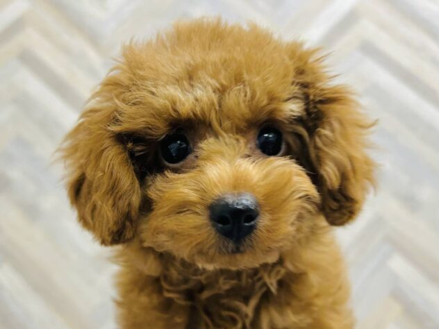 岡山県のトイプードル(トイ) (アミーゴ水島店/2025年7月30日生まれ/女の子/レッドフォーン)の子犬