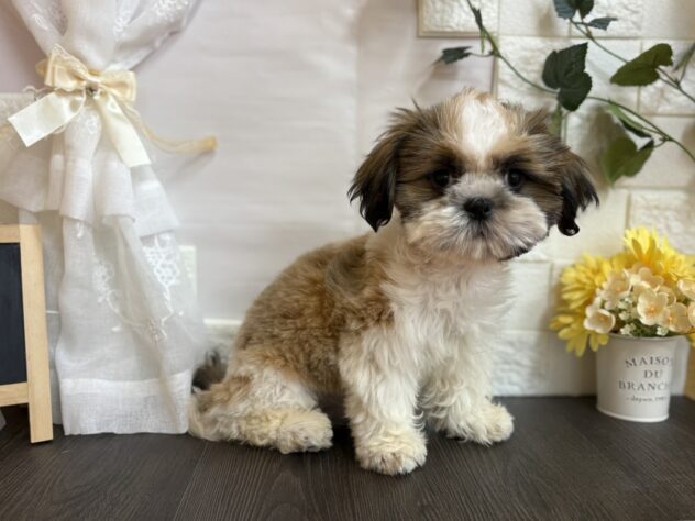 宮城県のシーズー (アミーゴ古川駅前店/2025年7月29日生まれ/男の子/ゴールドホワイト)の子犬の2枚目の画像