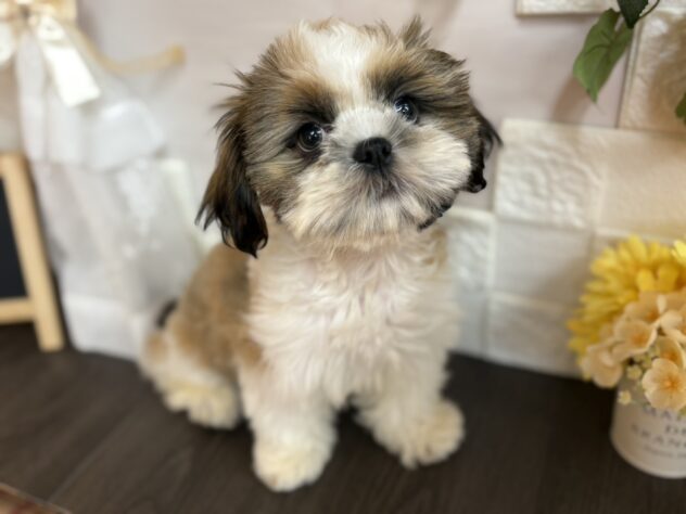 宮城県のシーズー (アミーゴ古川駅前店/2025年7月29日生まれ/男の子/ゴールドホワイト)の子犬の1枚目の画像