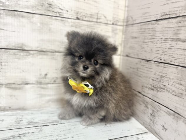 福島県のハーフ犬・ミックス犬 (アミーゴいわき店/2025年8月25日生まれ/男の子/フォーン&セーブル)の子犬の2枚目の画像