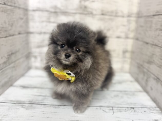 福島県のハーフ犬・ミックス犬 (アミーゴいわき店/2025年8月25日生まれ/男の子/フォーン&セーブル)の子犬の3枚目の画像