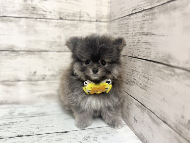 福島県のハーフ犬・ミックス犬 (アミーゴいわき店/2025年8月25日生まれ/男の子/フォーン&セーブル)の子犬の1枚目の画像