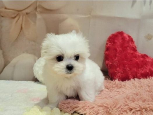 福島県のハーフ犬・ミックス犬 (アミーゴ須賀川店/2025年10月14日生まれ/男の子/ホワイト)の子犬の2枚目の画像