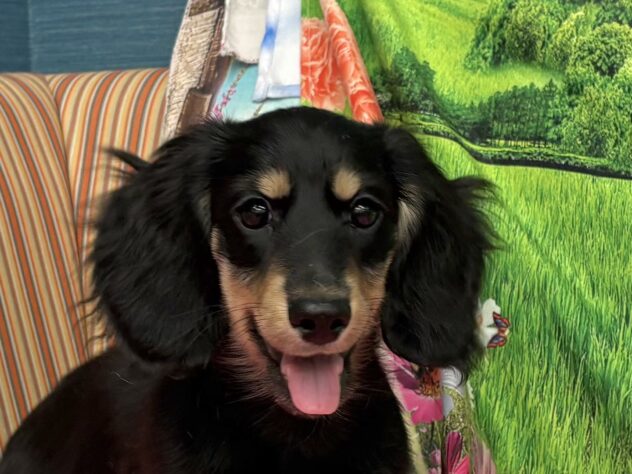 和歌山県のミニチュアダックスフンド(ロング) (アミーゴ和歌山太田店/2025年8月27日生まれ/男の子/ブラックイエロー)の子犬の1枚目の画像