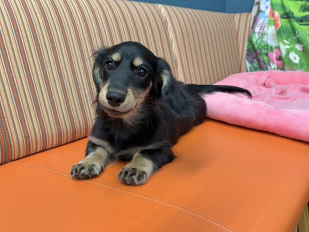 和歌山県のミニチュアダックスフンド(ロング) (アミーゴ和歌山太田店/2025年8月27日生まれ/男の子/ブラックイエロー)の子犬の2枚目の画像