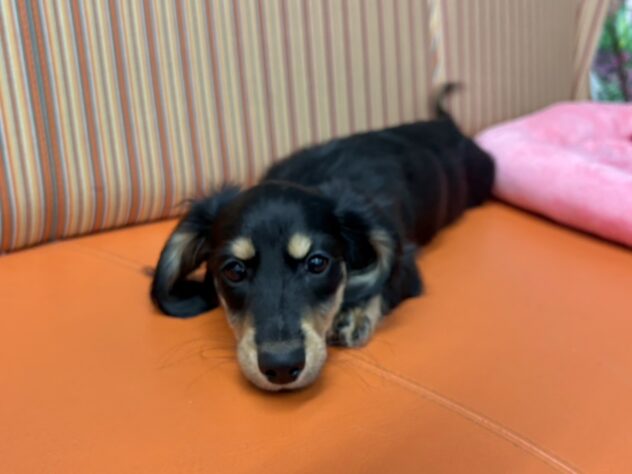 和歌山県のミニチュアダックスフンド(ロング) (アミーゴ和歌山太田店/2025年8月27日生まれ/男の子/ブラックイエロー)の子犬の3枚目の画像