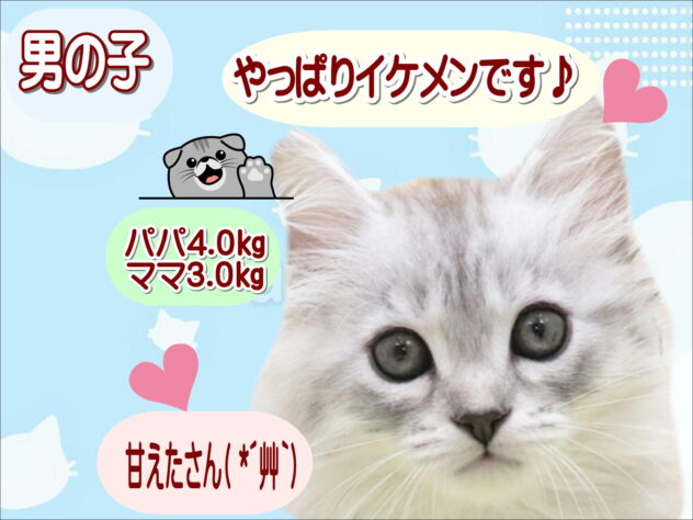 大阪府のスコティッシュフォールド (アミーゴ鳳店/2025年8月30日生まれ/男の子/シルバータビー)の子猫の1枚目の画像