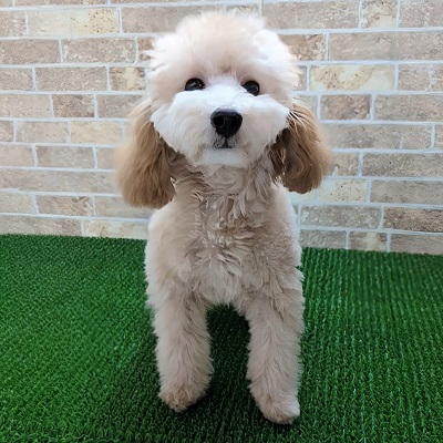 大阪府のトイプードル(トイ) (アミーゴ高槻店/2025年5月20日生まれ/女の子/オレンジフォーン)の子犬の1枚目の画像