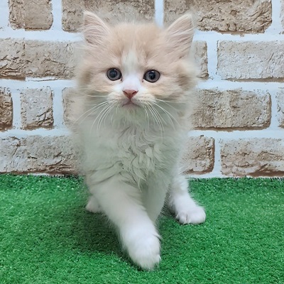大阪府のスコティッシュフォールド (アミーゴ高槻店/2025年9月1日生まれ/男の子/クリームタビーホワイト)の子猫