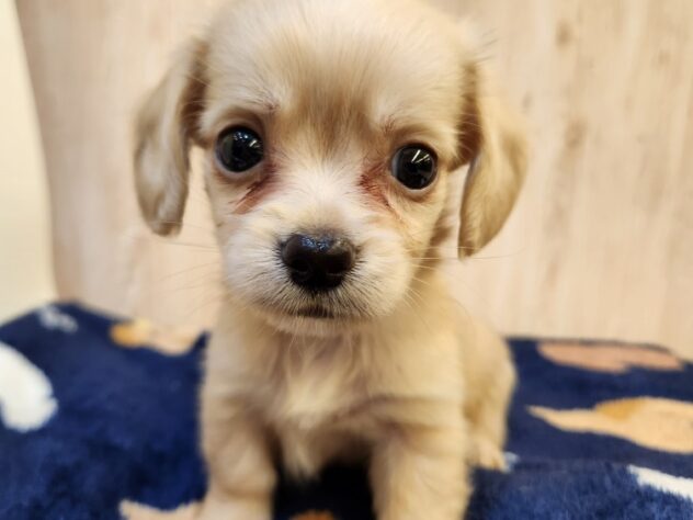 埼玉県のハーフ犬・ミックス犬 (アミーゴ吹上店/2025年8月24日生まれ/男の子/イエロー)の子犬